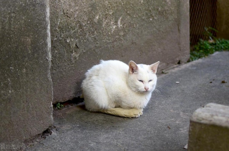 为什么我劝你谨慎收养流浪猫