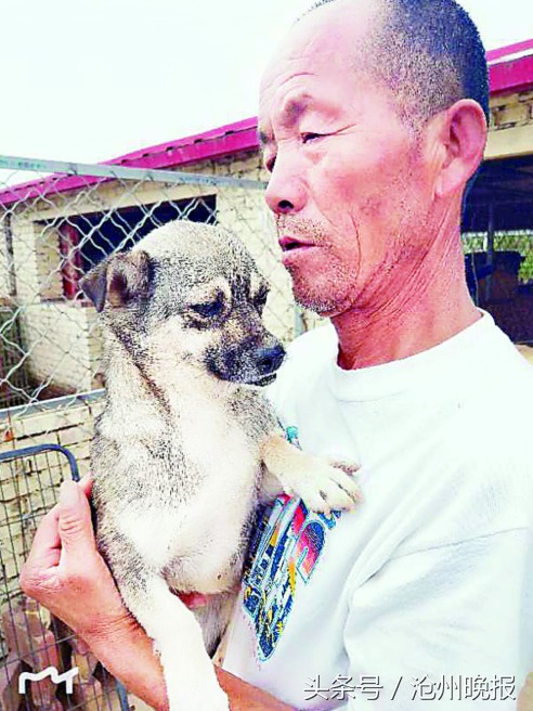 沧州已发生30多起流浪狗伤人事件流浪狗已构成安全隐患