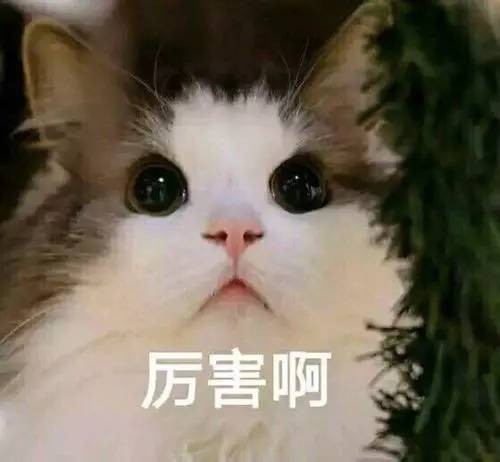 养一只胖猫，是一种什么体验？