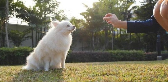 主人在狗狗眼中究竟是怎么样的呢原来我们都这么伟大