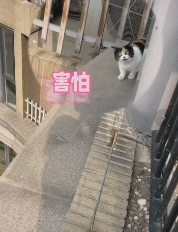 杨天真的猫23楼神秘消失找到它时…魂儿都快给人吓飞了