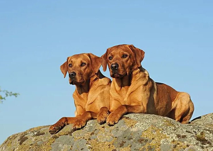 注意！拉布拉多犬的6大缺点，你能接受吗？