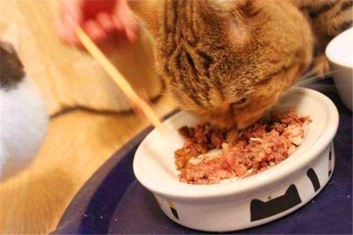 猫咪经常挑食惹人愁铲屎官切忌勤换粮五种防挑食的喂粮方式！