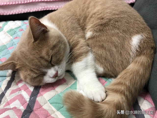 本轮给猫换粮一只成功一只惨败！