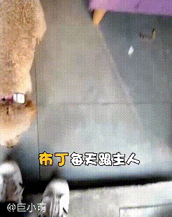 烘焙店贵宾犬狗狗接客过于热情把大量女顾客的丝袜都扯烂