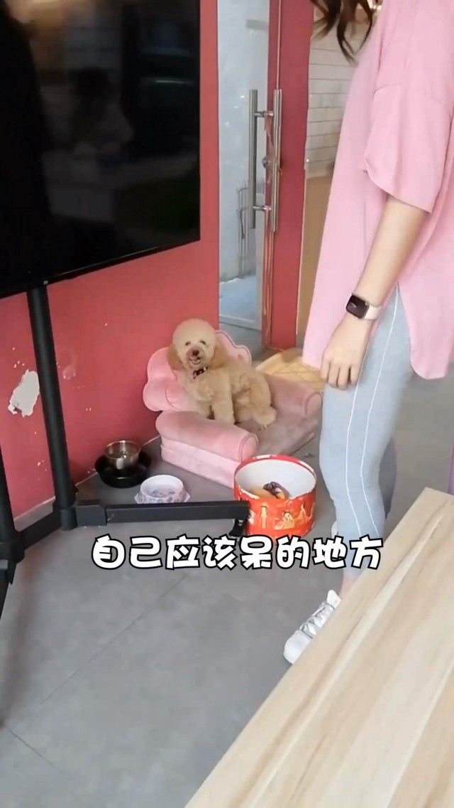 烘焙店贵宾犬狗狗接客过于热情把大量女顾客的丝袜都扯烂