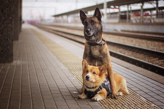 俄罗斯最牛的柯基警犬！别嘲笑小短腿你不知道它有多厉害