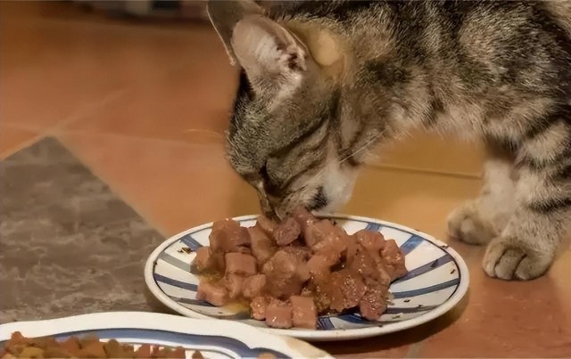 鸡胸肉给猫咪吃怎么做给猫咪吃鸡胸肉要注意什么