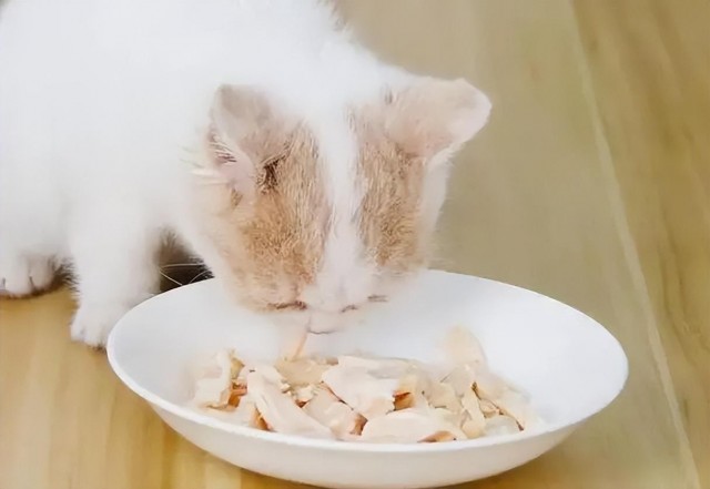 鸡胸肉给猫咪吃怎么做给猫咪吃鸡胸肉要注意什么