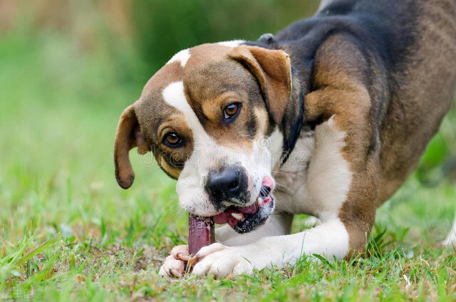 比格犬的喂食禁忌你知道多少