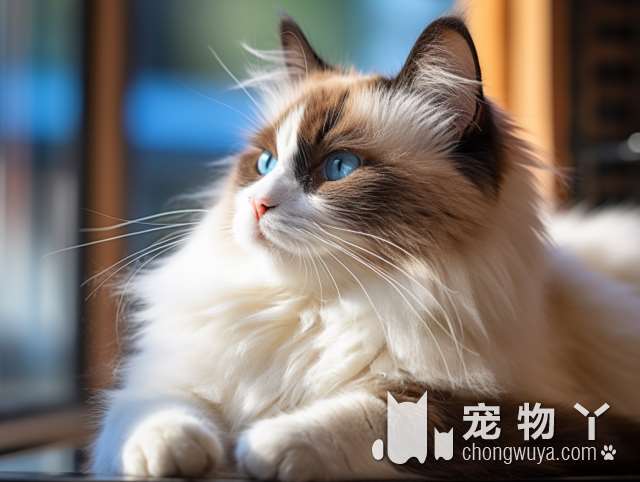 暹罗猫不是短毛猫的代表品种吗，为什么我买的小猫毛很长？